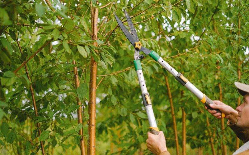 Tree trimming in Crookston, MN